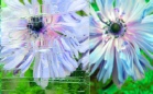 ornament_altdeutsch_k_bezbarwny_lightbox.jpg