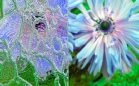 ornament_delta_bezbarwny_lightbox.jpg