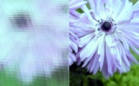 ornament_listral_k_bezbarwny_lightbox.jpg