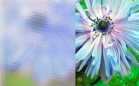 ornament_screen_bezbarwny_lightbox.jpg