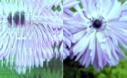 ornament_flutes_reeded_bezbarwny_lightbox.jpg