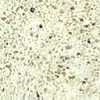 beige cervino.jpg